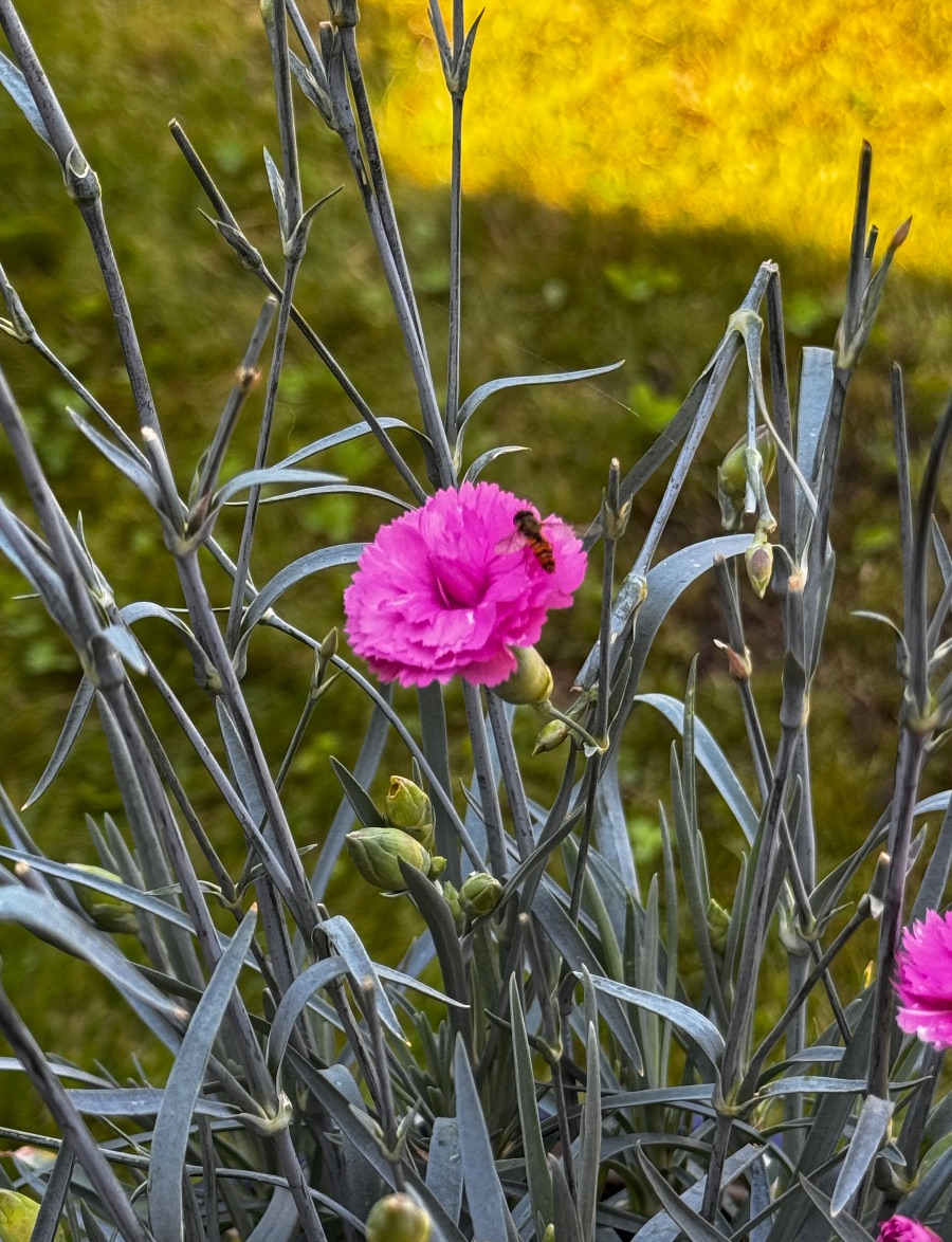Bloom and fly