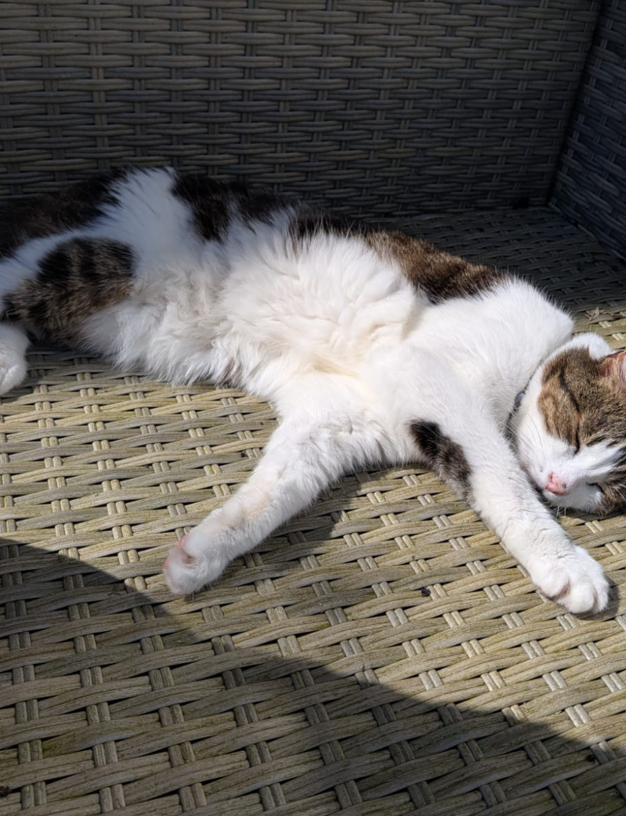 Cat in sun