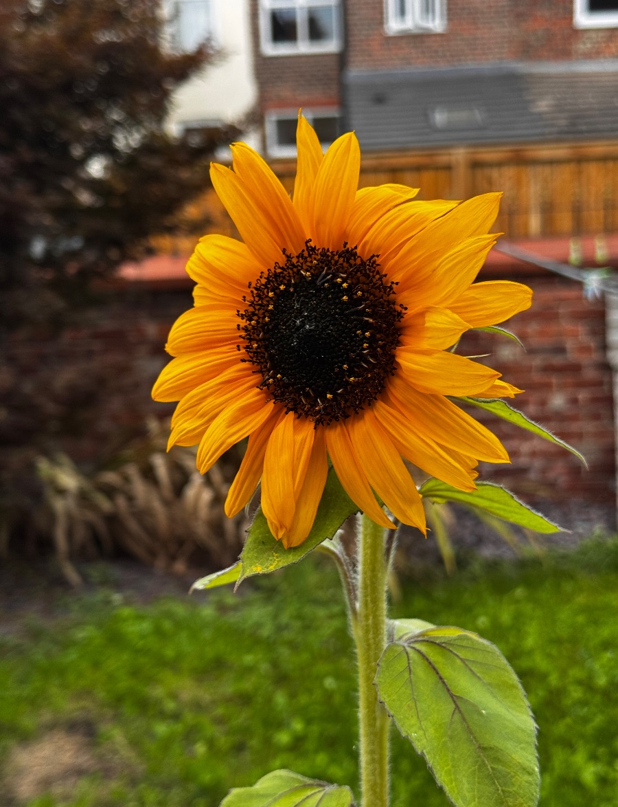 Mr sunflower