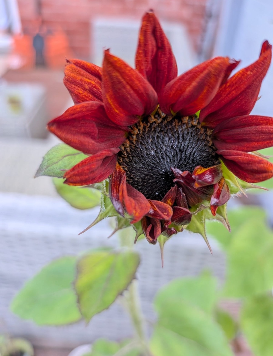 Beautiful flower